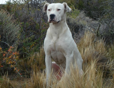 /img/raca/Dogo_argentino.jpg